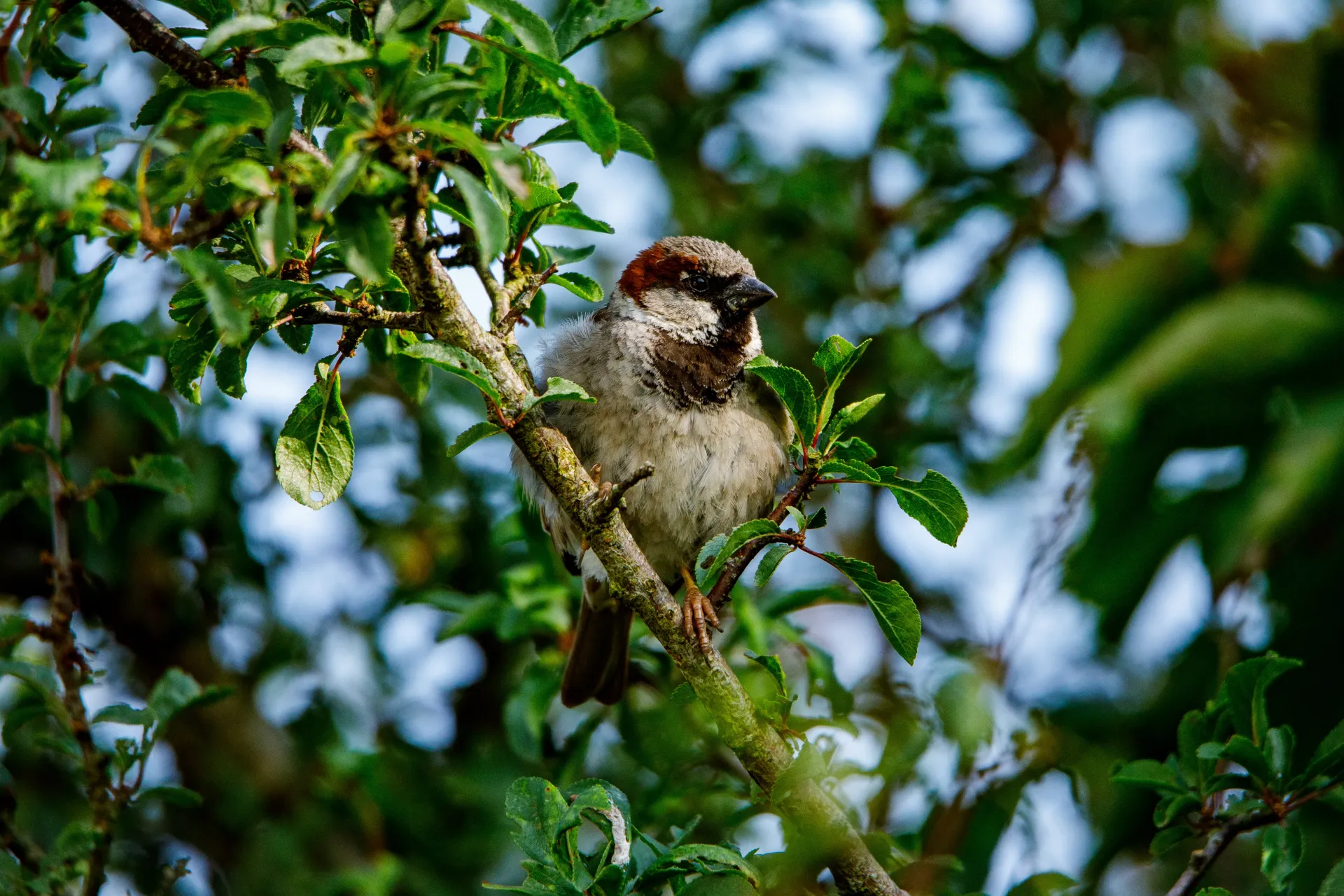 Home Page Background